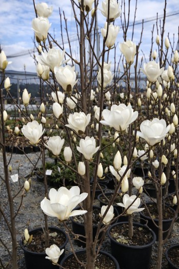 Магнолія оголена Дабл Діамонд|Magnolia denudata Double Diamond|Магнолия голая Дабл Диамонд